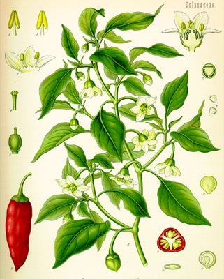 Tiedosto:Capsicum annuum.jpg